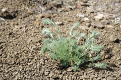 Camphorosma monspeliaca