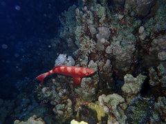 Priacanthidae