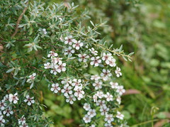 Leptospermum grandifolium
