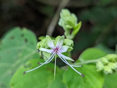Clerodendrum villosum