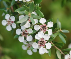 Leptospermum grandifolium