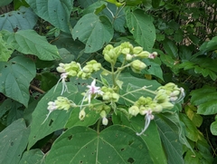 Clerodendrum villosum