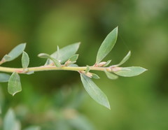 Leptospermum grandifolium