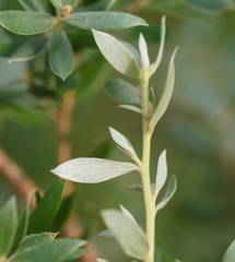 Leptospermum grandifolium