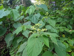 Clerodendrum villosum