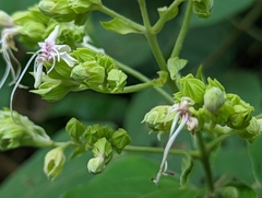 Clerodendrum villosum