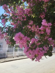 Lagerstroemia indica