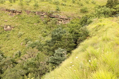 Podocarpus latifolius