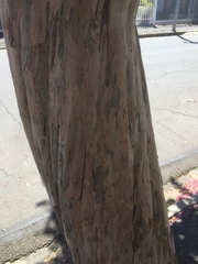 Lagerstroemia indica