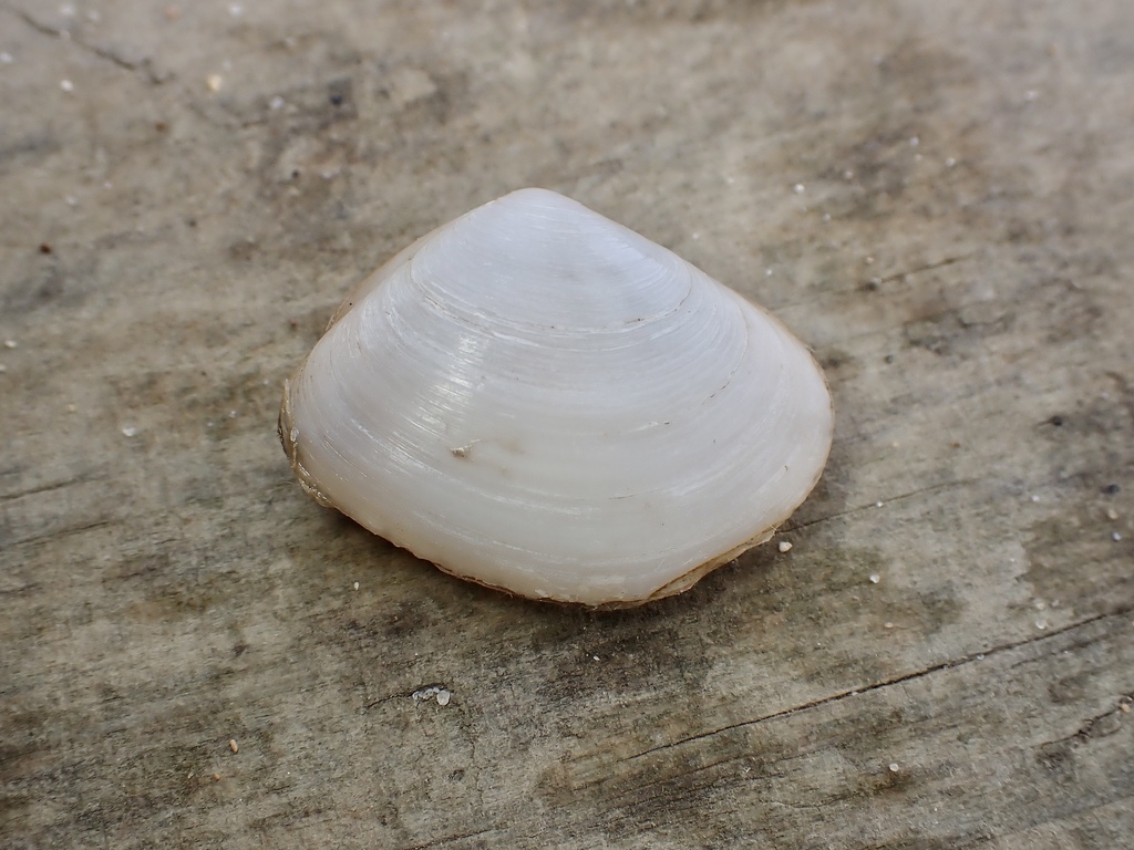 Round Wedge Shell