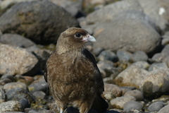 Daptrius chimango temucoensis