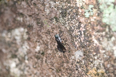 Cydistomyia doddi