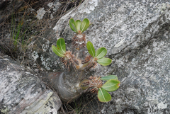 Pachypodium