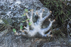 Pachypodium