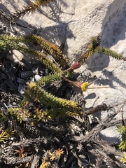 Senecio lycopodioides