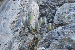 Kalanchoe bitteri