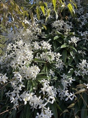 Clematis armandii