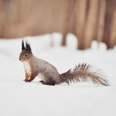 Sciurus vulgaris