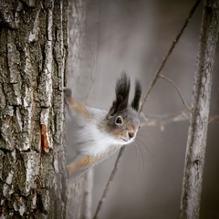Sciurus vulgaris