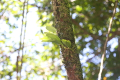 Bulbophyllum baileyi