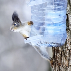 Sciurus vulgaris