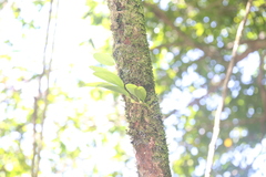 Bulbophyllum baileyi
