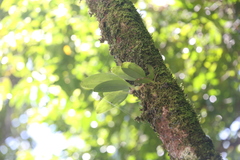 Bulbophyllum baileyi