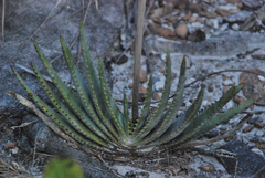 Aloe compressa