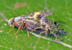 Campiglossa absinthii