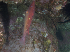 Bodianus dictynna
