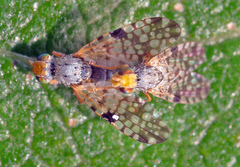 Campiglossa absinthii