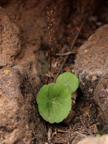 Umbilicus gaditanus image