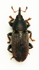 Tychius cuprifer