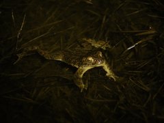 Bufotes viridis balearicus