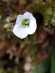 Cardamine basicola