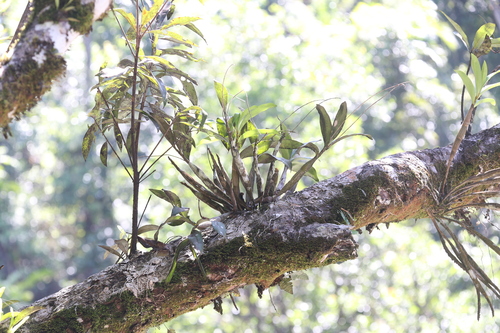Image of Dendrobium jonesii by (c) Hugo Innes, some rights reserved (CC BY)