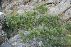 Podocarpus capuronii