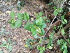 Sageretia