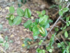 Sageretia