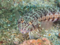 Parapercis stricticeps