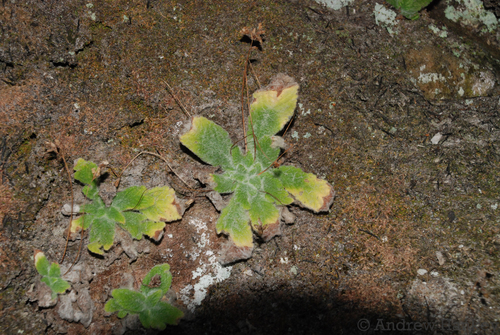 Streptocarpus ibityensis, photograph 1