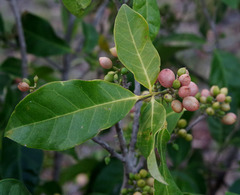 Glycosmis trifoliata