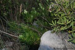 Podocarpus capuronii