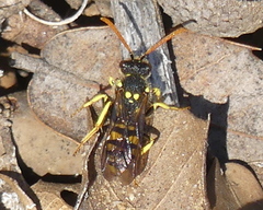 Nomada succincta
