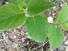Ehretia dicksonii