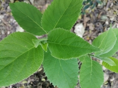 Ehretia dicksonii