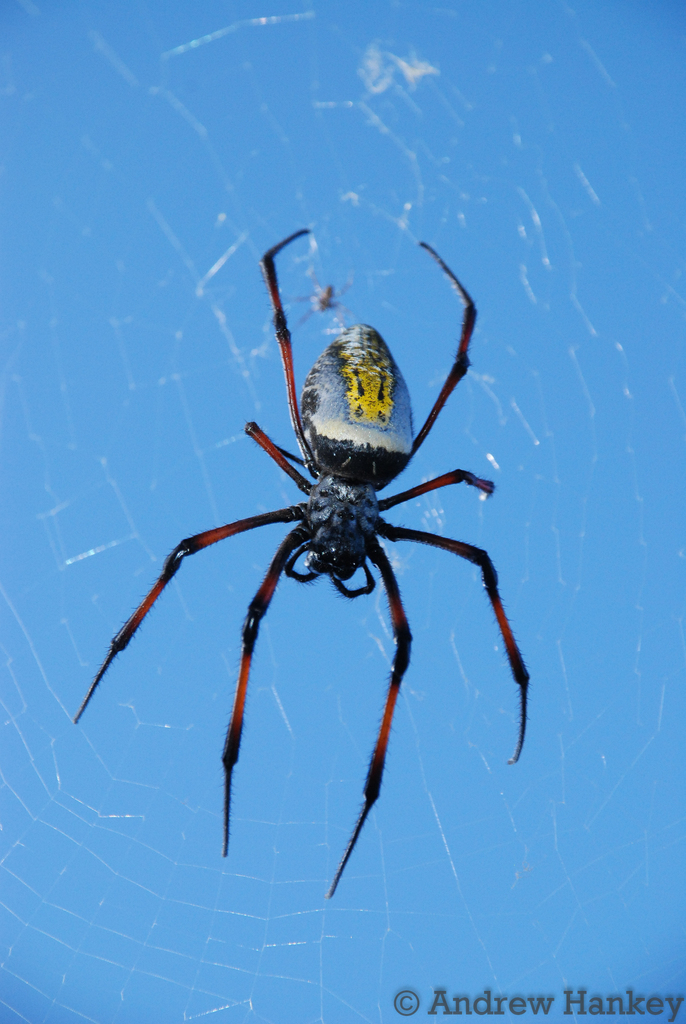Red-legged Nephila