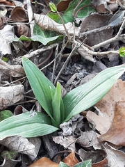 Ophrys insectifera