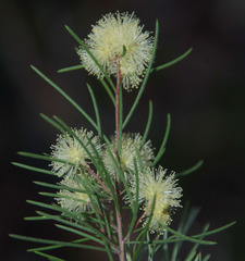 Melaleuca borealis
