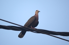 Streptopelia semitorquata